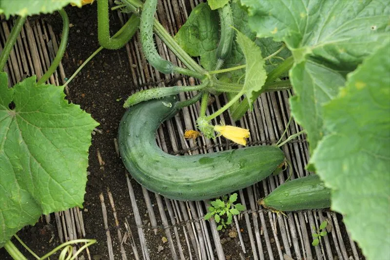 野菜が日照不足で受ける影響