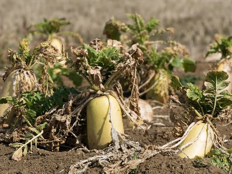 野菜が不作になる原因は？