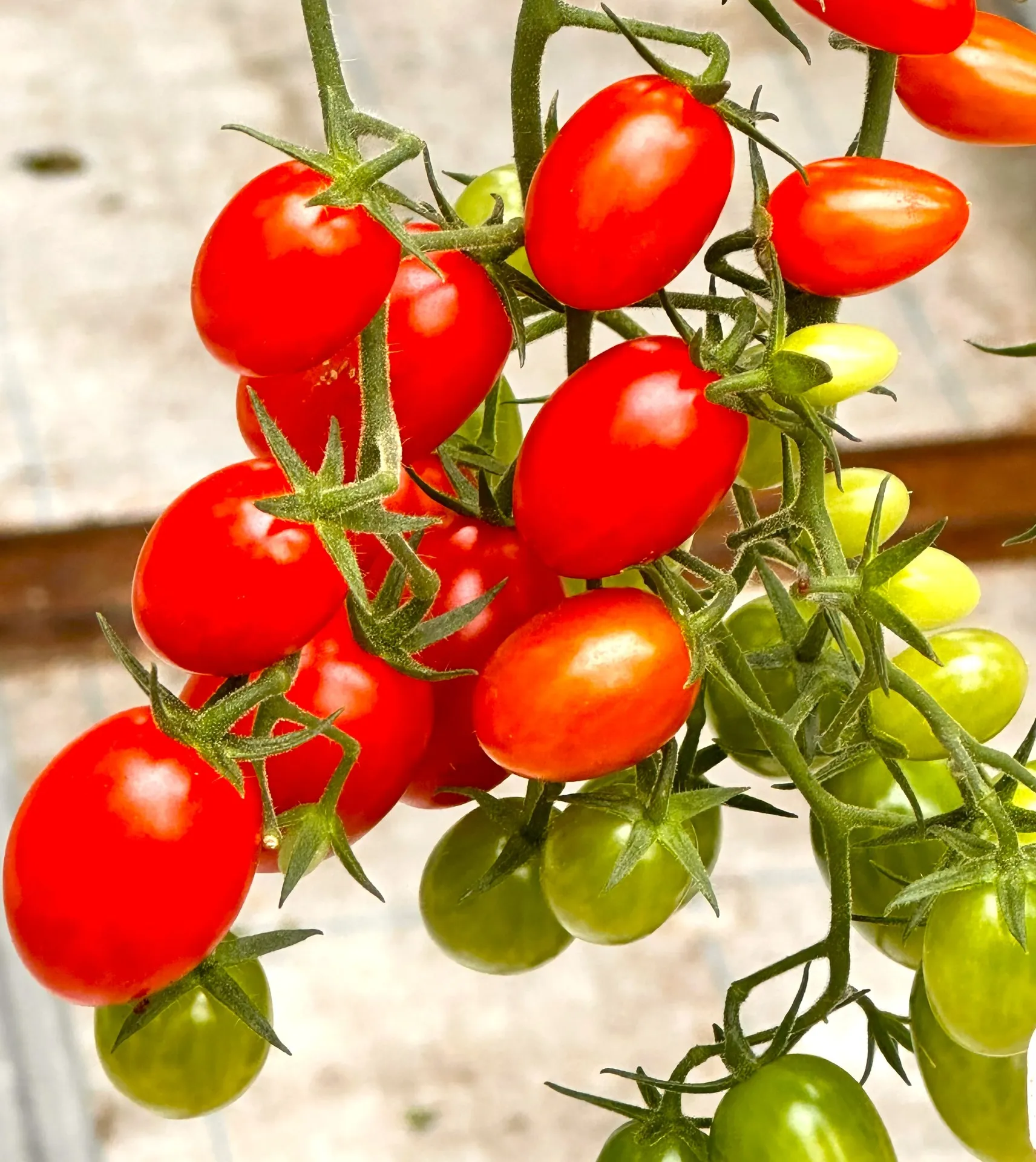 食と人をつなぐ架け橋として活動