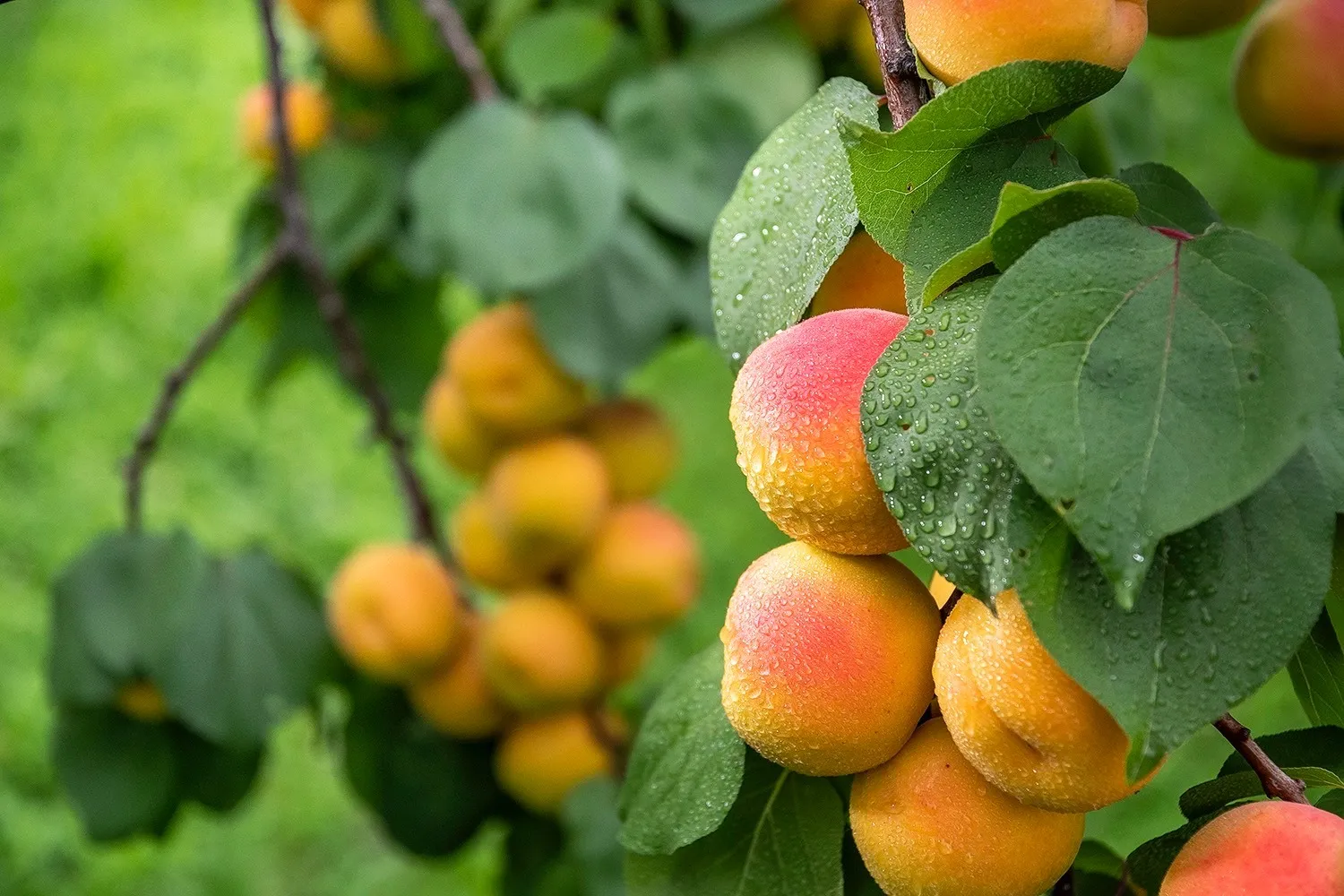 食と人をつなぐ架け橋として活動